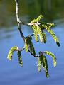 Catkins, River Torrens P1030579